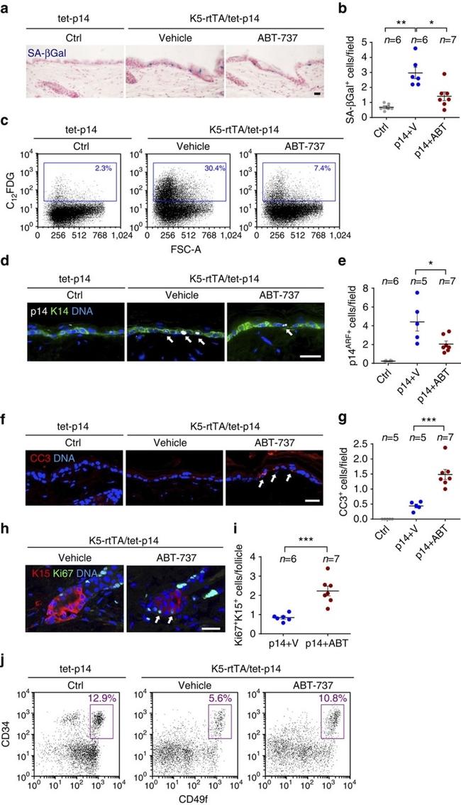 CD49f (Integrin alpha 6) Antibody in Flow Cytometry (Flow)