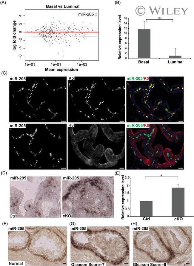 CD49f (Integrin alpha 6) Antibody in Flow Cytometry (Flow)