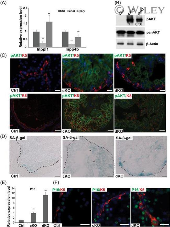 CD49f (Integrin alpha 6) Antibody in Flow Cytometry (Flow)