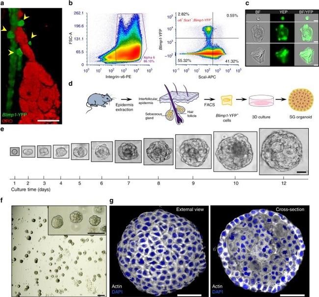 CD49f (Integrin alpha 6) Antibody in Flow Cytometry (Flow)