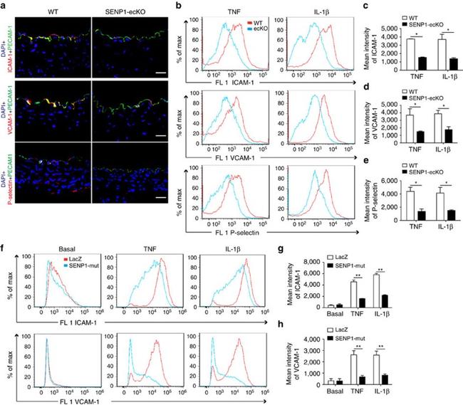 CD106 (VCAM-1) Antibody in Flow Cytometry (Flow)