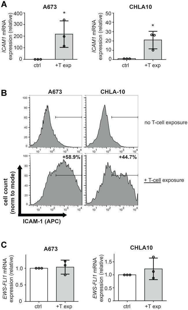 CD54 (ICAM-1) Antibody in Flow Cytometry (Flow)