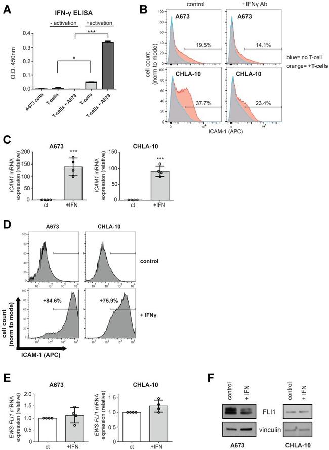 CD54 (ICAM-1) Antibody in Flow Cytometry (Flow)