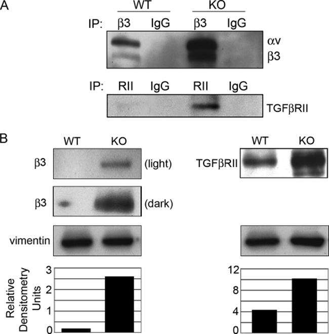 CD61 (Integrin beta 3) Antibody in Western Blot (WB)