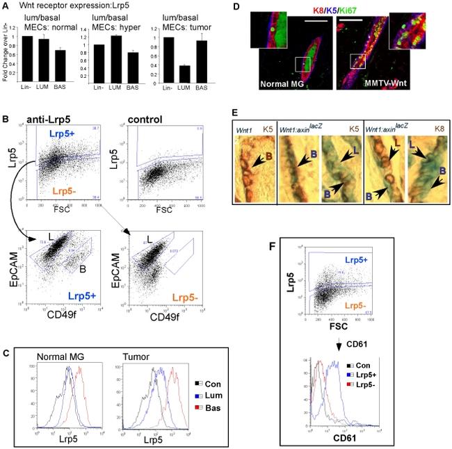 CD61 (Integrin beta 3) Antibody in Flow Cytometry (Flow)