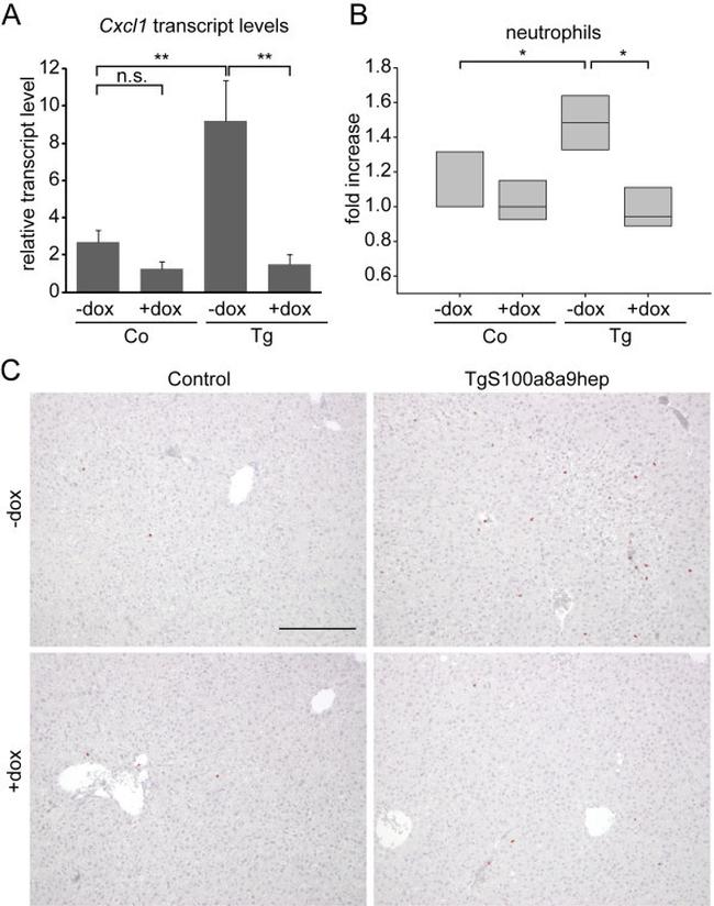 Ly-6G/Ly-6C Antibody in Immunohistochemistry (IHC)