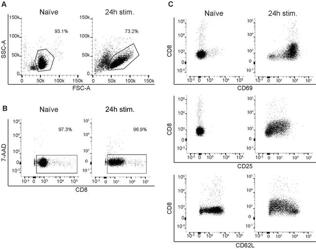 CD69 Antibody in Flow Cytometry (Flow)