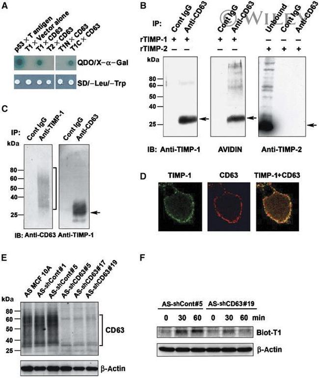 CD63 Antibody in Immunoprecipitation (IP)