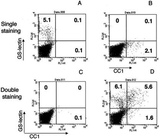 CD66a (CEACAM1) Antibody in Flow Cytometry (Flow)