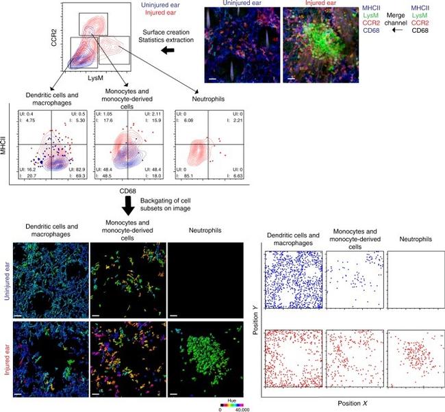 CD68 Antibody in Immunohistochemistry, Flow Cytometry (IHC, Flow)