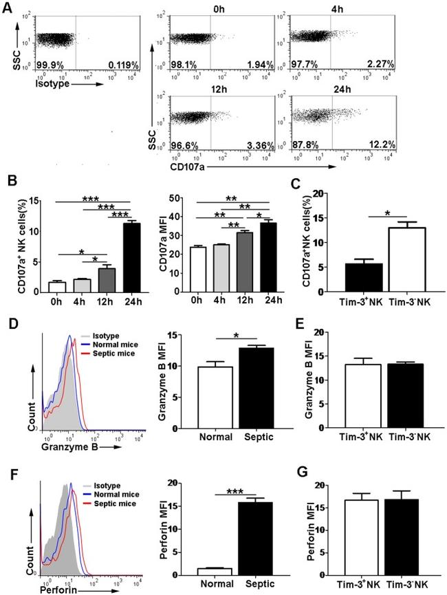 Perforin Antibody in Flow Cytometry (Flow)