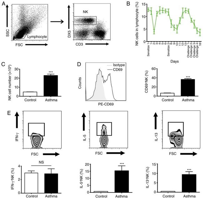 IL-13 Antibody in Flow Cytometry (Flow)