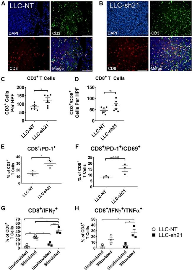 CD69 Antibody in Flow Cytometry (Flow)