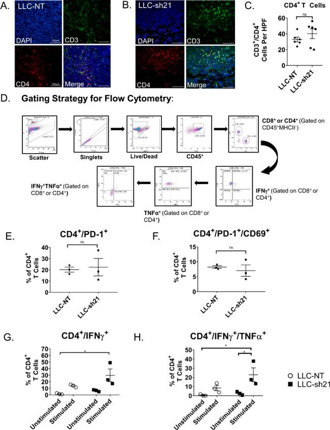 CD69 Antibody in Flow Cytometry (Flow)