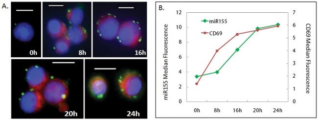 CD69 Antibody in Flow Cytometry (Flow)