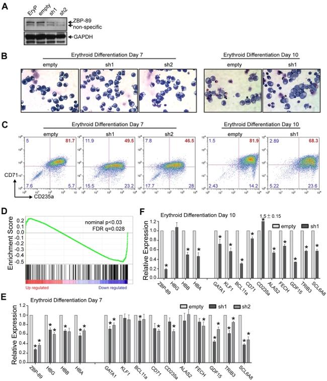 CD71 (Transferrin Receptor) Antibody in Flow Cytometry (Flow)