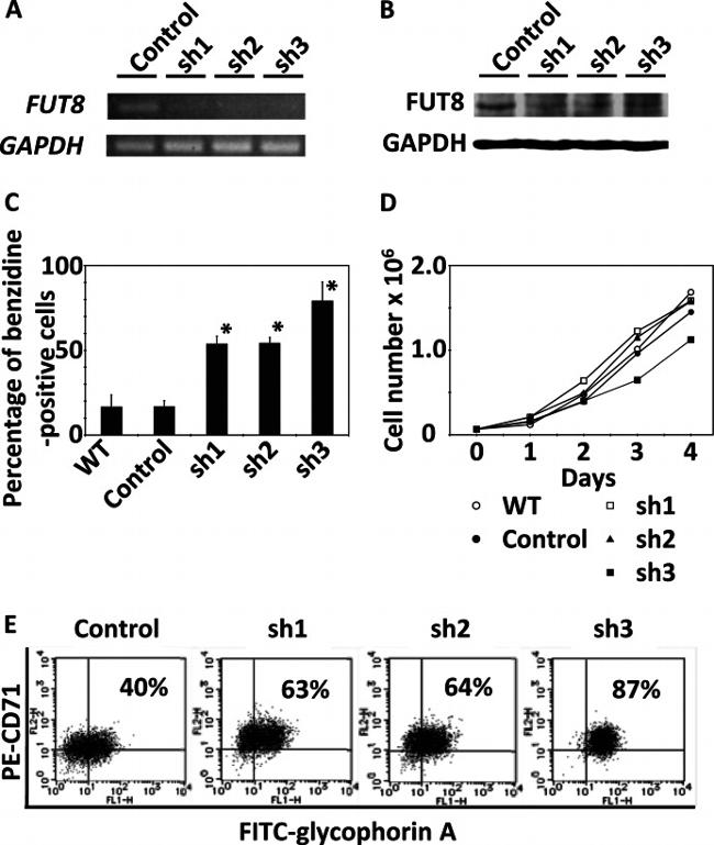 CD71 (Transferrin Receptor) Antibody in Flow Cytometry (Flow)