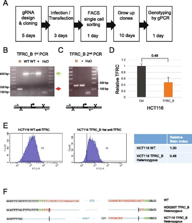 CD71 (Transferrin Receptor) Antibody in Flow Cytometry (Flow)