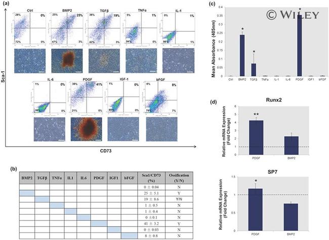 CD73 Antibody in Flow Cytometry (Flow)