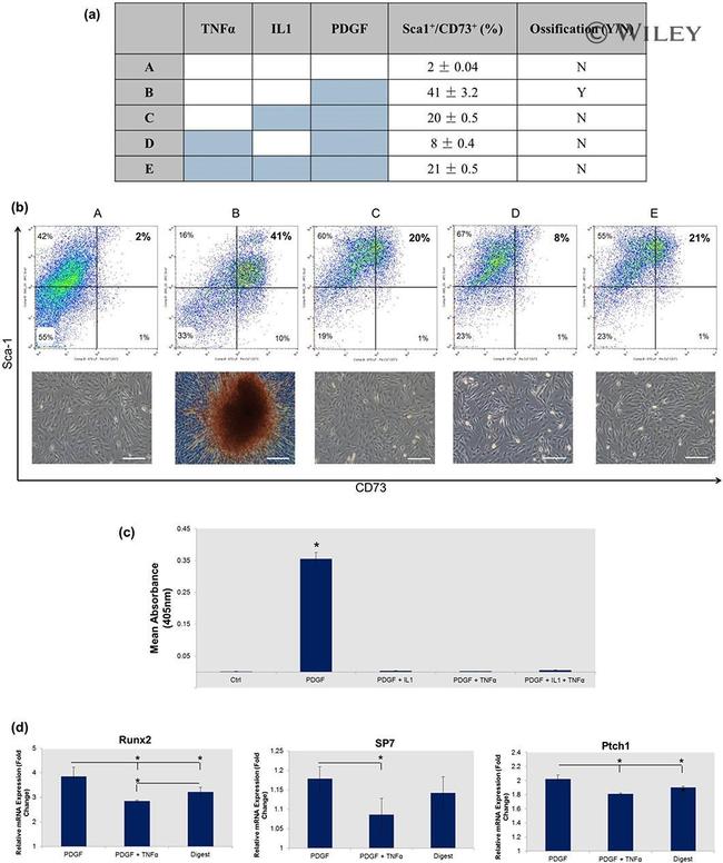 CD73 Antibody in Flow Cytometry (Flow)