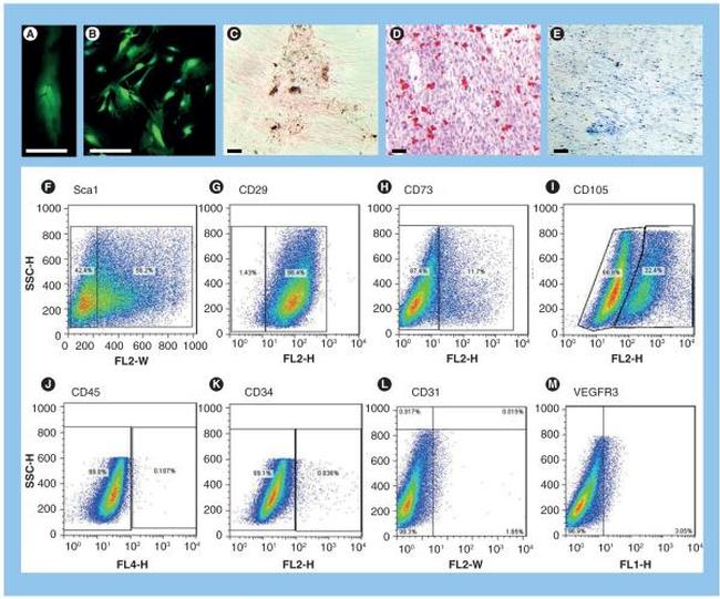 CD29 (Integrin beta 1) Antibody in Flow Cytometry (Flow)