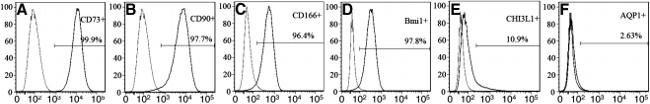 CD73 Antibody in Flow Cytometry (Flow)