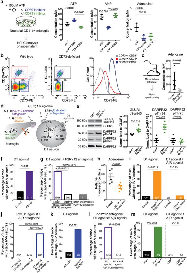 CD73 Antibody in Flow Cytometry (Flow)