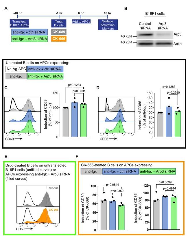 CD86 (B7-2) Antibody in Flow Cytometry (Flow)