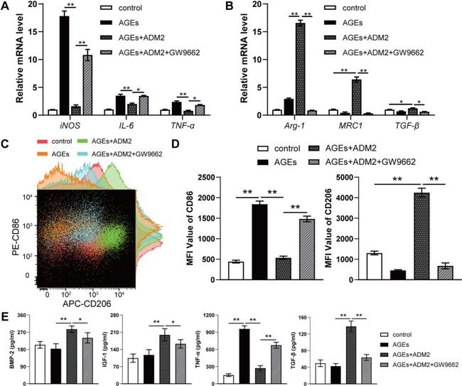 CD206 (MMR) Antibody in Flow Cytometry (Flow)