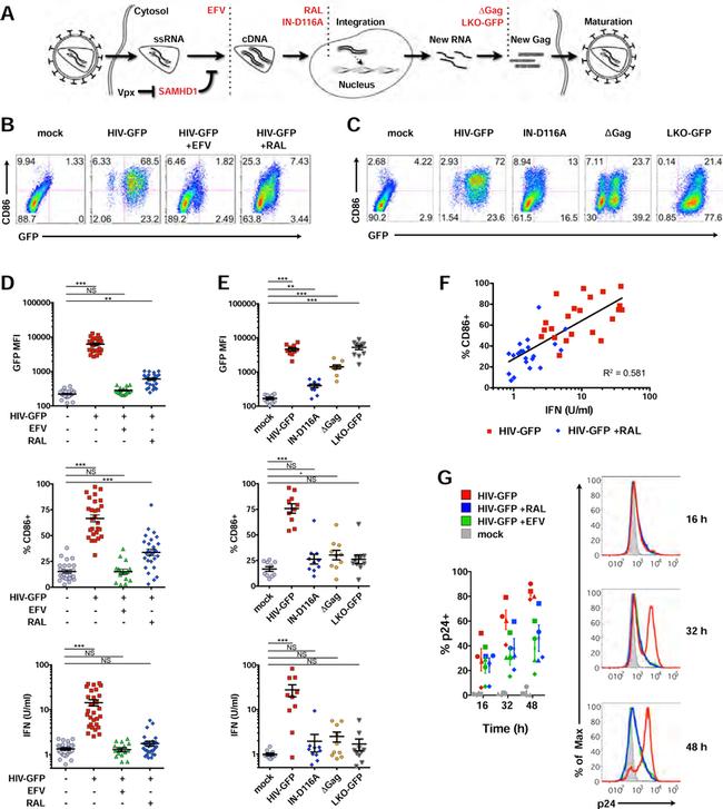 CD86 (B7-2) Antibody in Flow Cytometry (Flow)