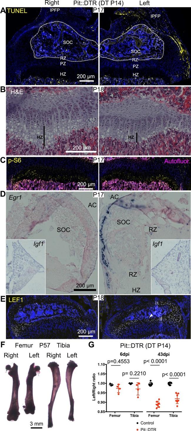 CD90 (Thy-1) Antibody in Immunohistochemistry (IHC)