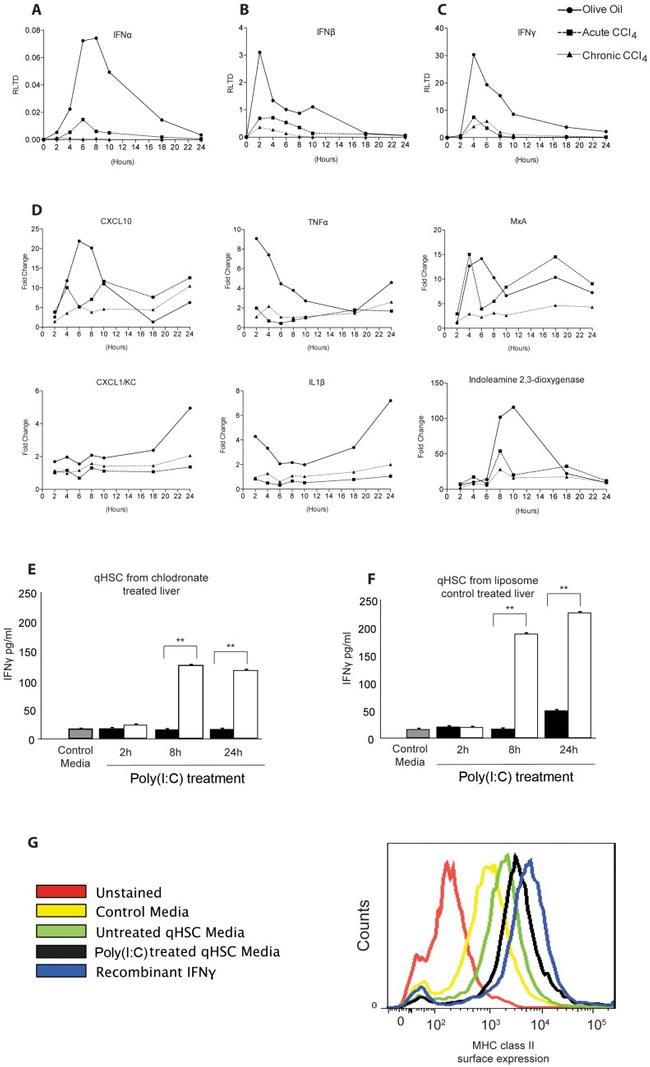 MHC Class II Antibody