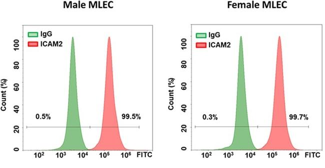 CD102 (ICAM-2) Antibody in Flow Cytometry (Flow)