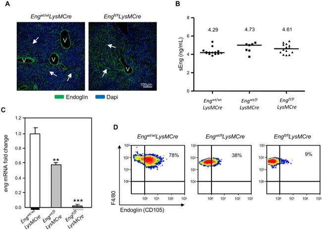 CD105 (Endoglin) Antibody in Immunohistochemistry (PFA fixed), Flow Cytometry (IHC (PFA), Flow)