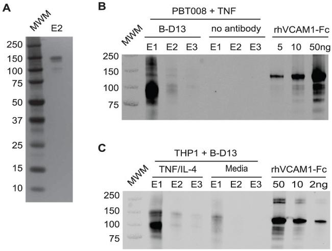 CD106 (VCAM-1) Antibody in Western Blot, Immunoprecipitation (WB, IP)