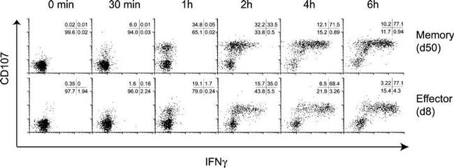 IFN gamma Antibody in Flow Cytometry (Flow)