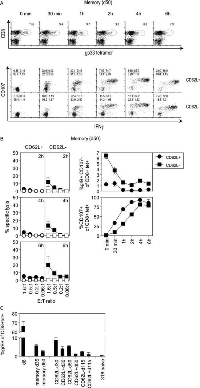 CD107a (LAMP-1) Antibody in Flow Cytometry (Flow)