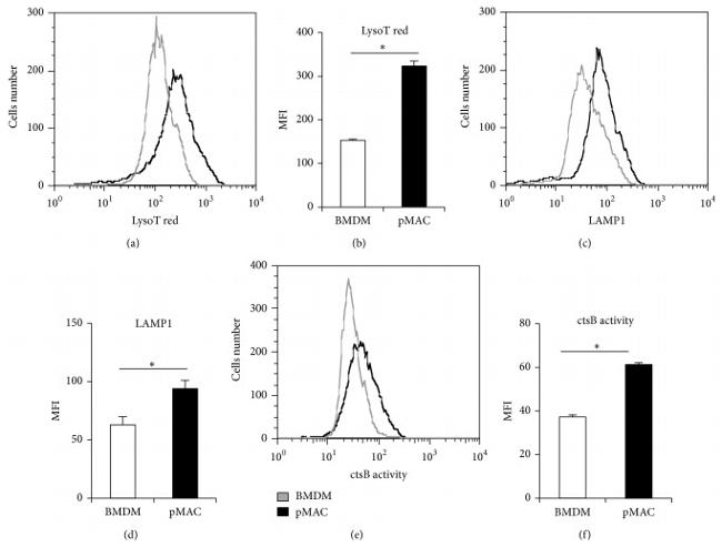 CD107a (LAMP-1) Antibody in Flow Cytometry (Flow)