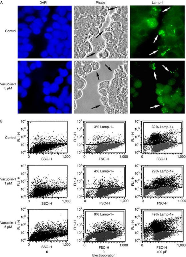 CD107a (LAMP-1) Antibody in Flow Cytometry (Flow)