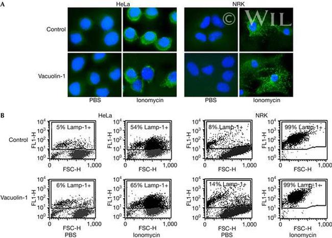 CD107a (LAMP-1) Antibody in Flow Cytometry (Flow)