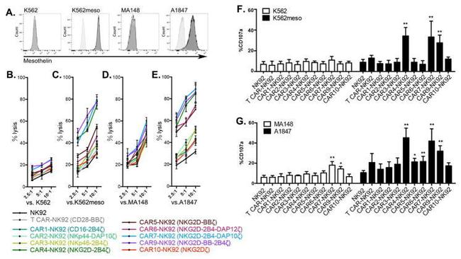 CD107a (LAMP-1) Antibody in Flow Cytometry (Flow)