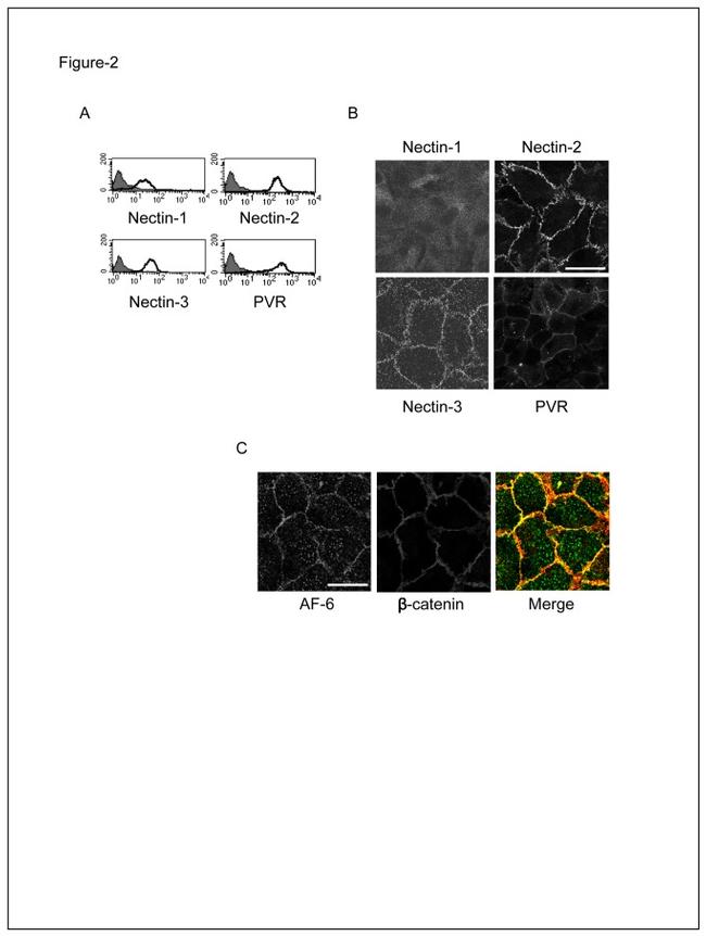 CD112 (Nectin-2) Antibody in Flow Cytometry (Flow)