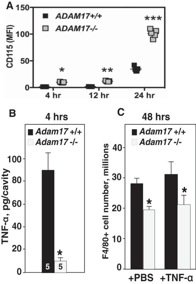 CD115 (c-fms) Antibody in Flow Cytometry (Flow)