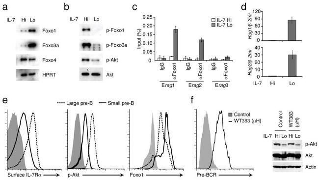 CD127 Antibody in Flow Cytometry (Flow)