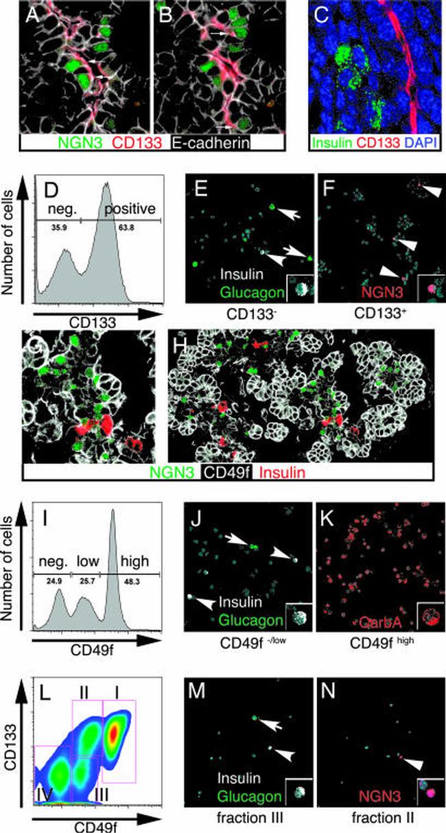 CD133 (Prominin-1) Antibody in Immunocytochemistry, Flow Cytometry (ICC/IF, Flow)