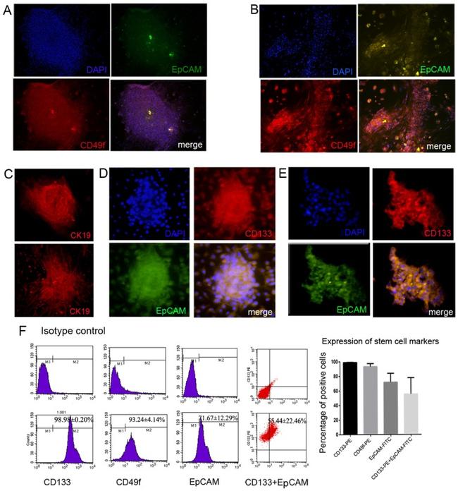 CD326 (EpCAM) Antibody in Immunocytochemistry, Flow Cytometry (ICC/IF, Flow)