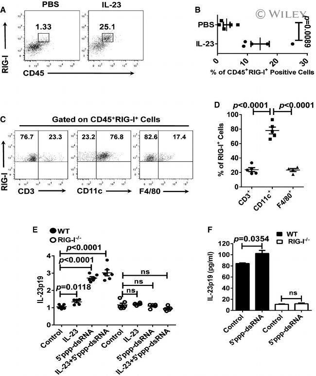 CD11c Antibody in Flow Cytometry (Flow)