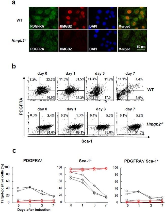 CD140a (PDGFRA) Antibody in Flow Cytometry (Flow)