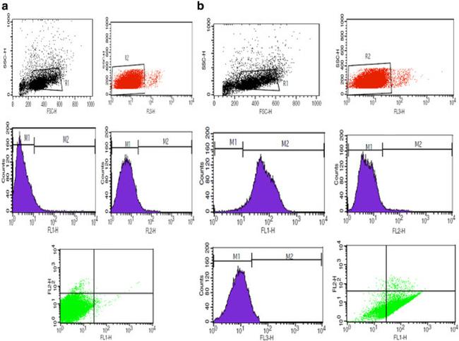 CD146 Antibody in Flow Cytometry (Flow)