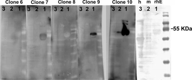 CD147 Antibody in Western Blot (WB)